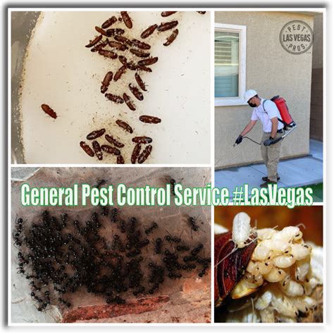 lv pest control|las vegas exterminators.